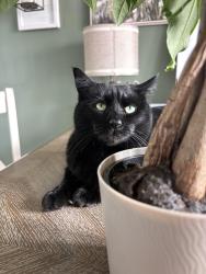 Lost Male Cat last seen Oldenburg Drive and Grimes Golden, Toledo, OH 43611