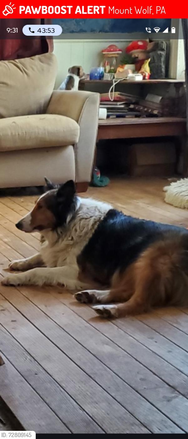 Lost Male Dog last seen 3rd Street , Mount Wolf, PA 17347