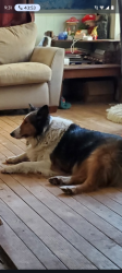 Lost Male Dog last seen 3rd Street , Mount Wolf, PA 17347