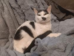 Lost Female Cat last seen Near Mesa SE, near Lead SE, Albuquerque, NM 87106