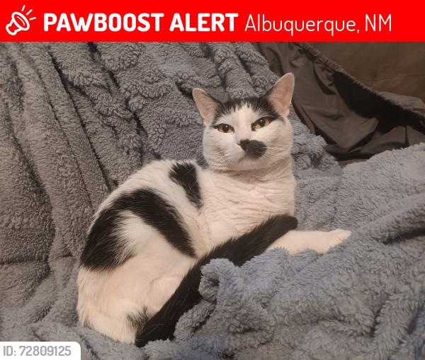 Lost Female Cat last seen Near Mesa SE, near Lead SE, Albuquerque, NM 87106