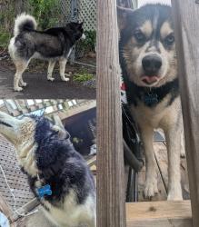 Found/Stray Unknown Dog last seen Pine and Janette in South Central Windsor, Windsor, ON N9A