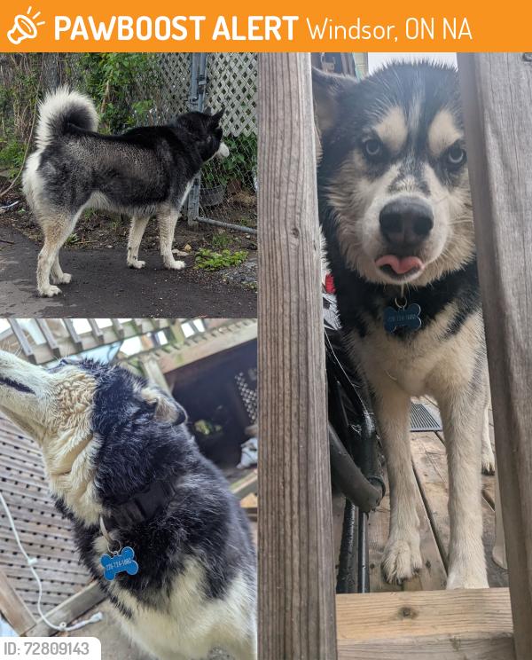 Found/Stray Unknown Dog last seen Pine and Janette in South Central Windsor, Windsor, ON N9A