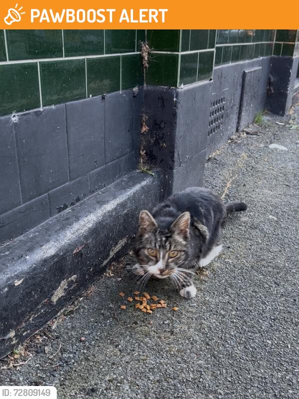 Found/Stray Unknown Cat last seen McMillan street, Greater London, England SE8 3FS