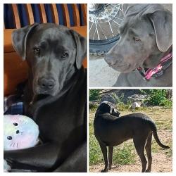 Lost Female Dog last seen Near Eddie World in yermo ca, Yermo, CA 92398