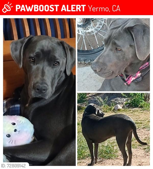 Lost Female Dog last seen Near Eddie World in yermo ca, Yermo, CA 92398
