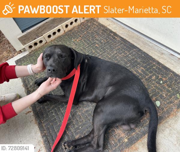Found/Stray Male Dog last seen North of the Spinx in Slater-Marietta, Slater-Marietta, SC 29661