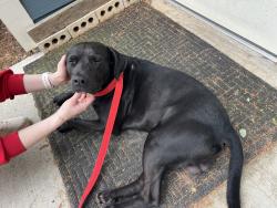 Found/Stray Male Dog last seen North of the Spinx in Slater-Marietta, Slater-Marietta, SC 29661