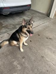 Found/Stray Unknown Dog last seen Westridge and plum valley place, Fort Worth, TX 76116