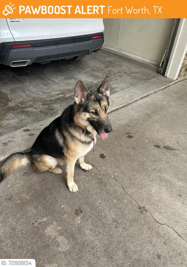 Found/Stray Unknown Dog last seen Westridge and plum valley place, Fort Worth, TX 76116