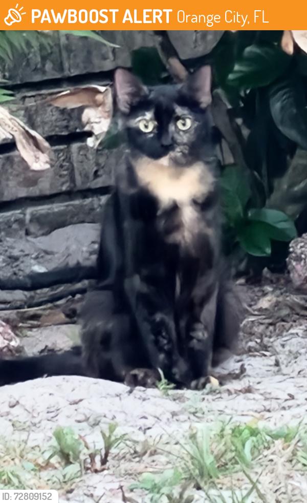 Found/Stray Unknown Cat last seen Grand plaza drive becomes big bend avenue, Orange City, FL 32763