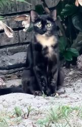 Found/Stray Unknown Cat last seen Grand plaza drive becomes big bend avenue, Orange City, FL 32763