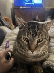 Lost Male Cat last seen 4th 71st E Ave, Tulsa, OK 74112