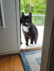 Lost Male Cat last seen Yorkshire Way & Dana Drive, Bibb County, GA 31220