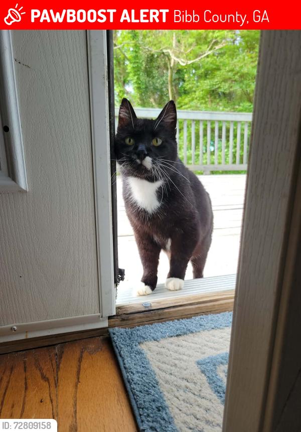 Lost Male Cat last seen Yorkshire Way & Dana Drive, Bibb County, GA 31220