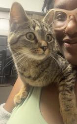Lost Female Cat last seen W 56Th st , Indianapolis, IN 46254