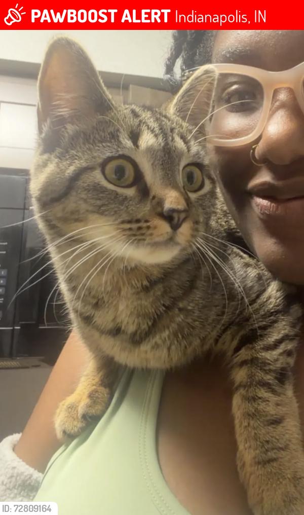Lost Female Cat last seen W 56Th st , Indianapolis, IN 46254