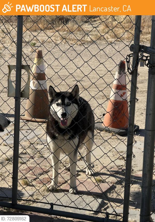 Found/Stray Female Dog last seen 30th St East Lancaster Ca , Lancaster, CA 93535