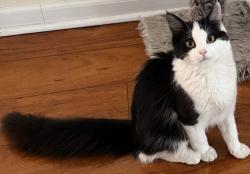 Lost Female Cat last seen Near Park avenue, Paterson, NJ 07501