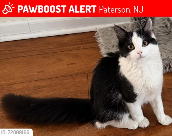 Lost Female Cat last seen Near Park avenue, Paterson, NJ 07501