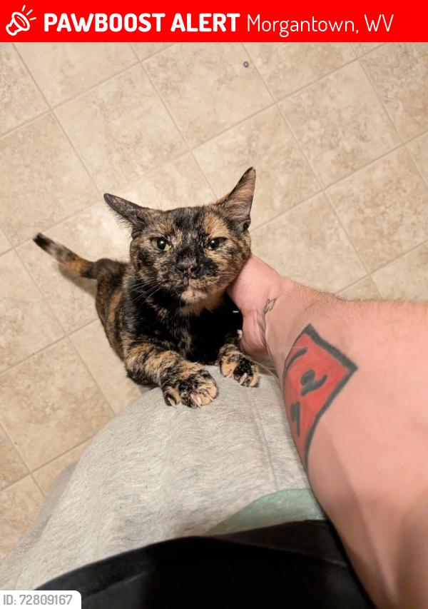 Lost Female Cat last seen College Ave , Morgantown, WV 26505