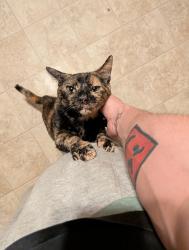 Lost Female Cat last seen College Ave , Morgantown, WV 26505