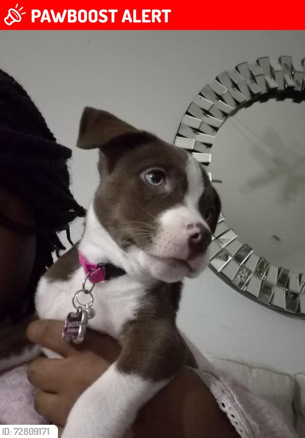Lost Female Dog last seen Tibbs Dr, Spartanburg County, SC 29301
