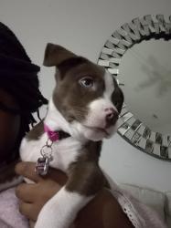Lost Female Dog last seen Tibbs Dr, Spartanburg County, SC 29301