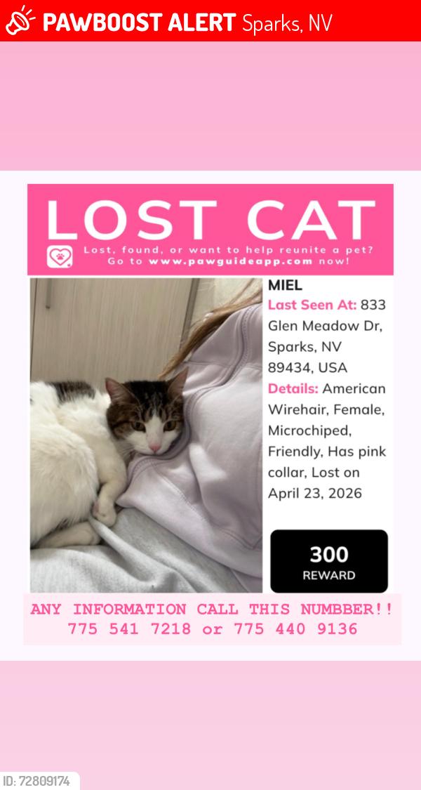 Lost Female Cat last seen Baring blv, Sparks, NV 89434