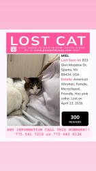 Lost Female Cat last seen Baring blv, Sparks, NV 89434