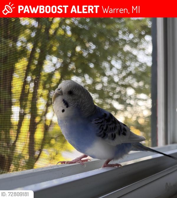 Lost Female Bird last seen Near Helen Drive and Hoover road , Warren, MI 48093