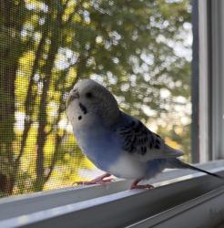 Lost Female Bird last seen Near Helen Drive and Hoover road , Warren, MI 48093