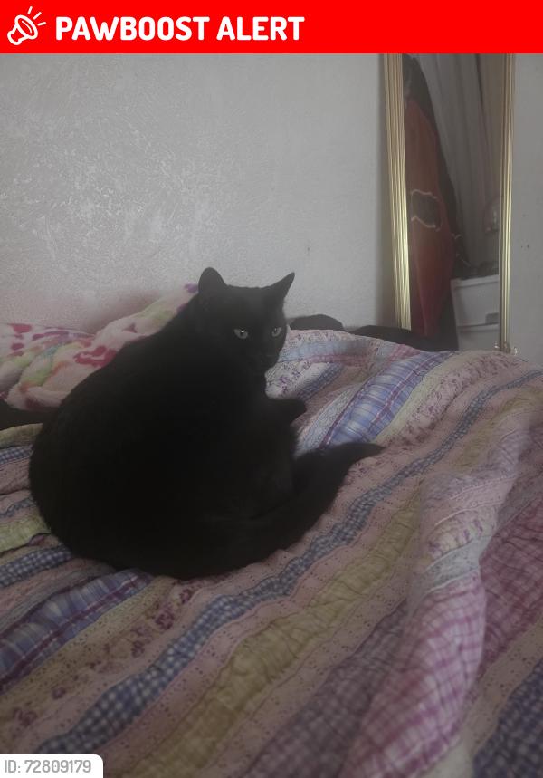 Lost Female Cat last seen Mountview Park, Cottonwood Heights, UT 84121