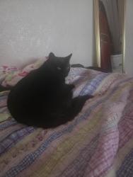 Lost Female Cat last seen Mountview Park, Cottonwood Heights, UT 84121