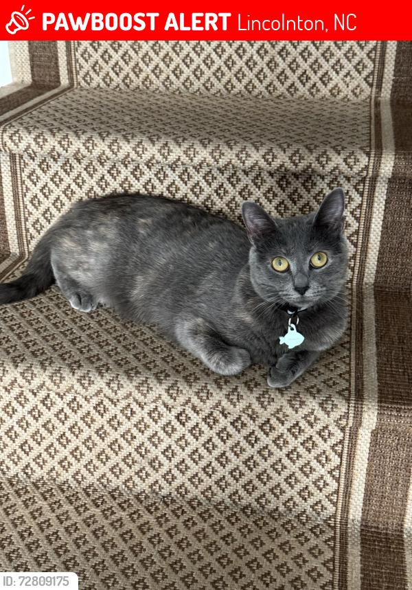 Lost Female Cat last seen Periwinkle St Lincolnton NC, Lincolnton, NC 28092