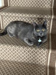 Lost Female Cat last seen Periwinkle St Lincolnton NC, Lincolnton, NC 28092
