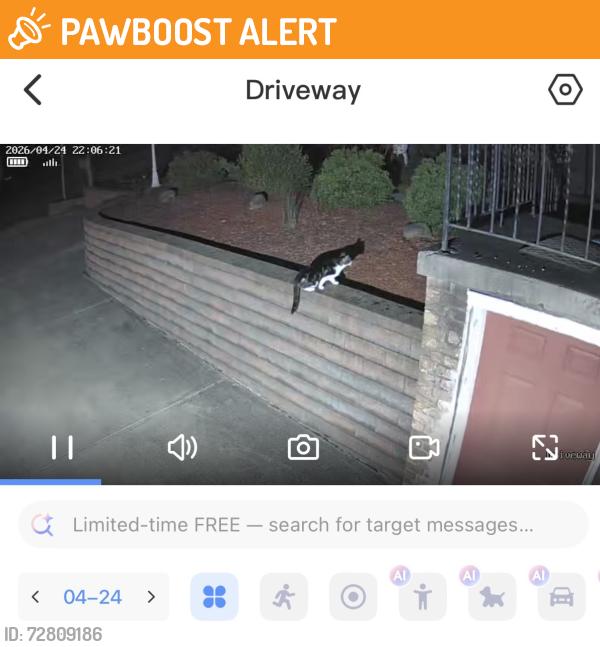 Found/Stray Unknown Cat last seen Hilldale Dr and Brownsville rd , South Park Township, PA 15236