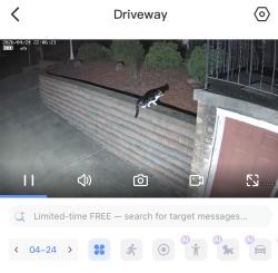 Found/Stray Unknown Cat last seen Hilldale Dr and Brownsville rd , South Park Township, PA 15236