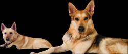 Reunited Male Dog last seen 67th between long & gay, Inglewood, CA 90302