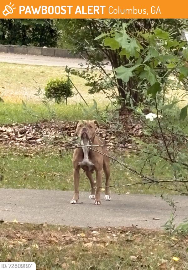 Found/Stray Female Dog last seen Oak dr, Columbus, GA 31907