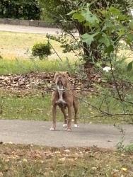 Found/Stray Female Dog last seen Oak dr, Columbus, GA 31907