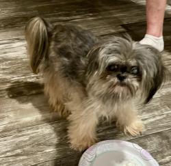 Lost Female Dog last seen Beneux bottom road and wire rd, Mulberry, AR 72947
