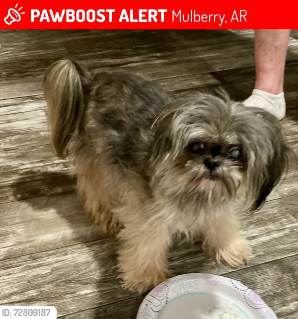 Lost Female Dog last seen Beneux bottom road and wire rd, Mulberry, AR 72947
