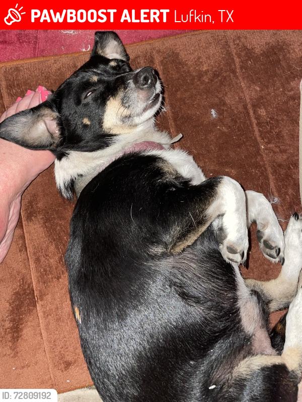 Lost Male Dog last seen PaulSt, Lufkin, TX 75901