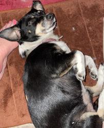 Lost Male Dog last seen PaulSt, Lufkin, TX 75901