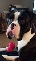 Lost Male Dog last seen Highway 109, Lebanon, TN 37087