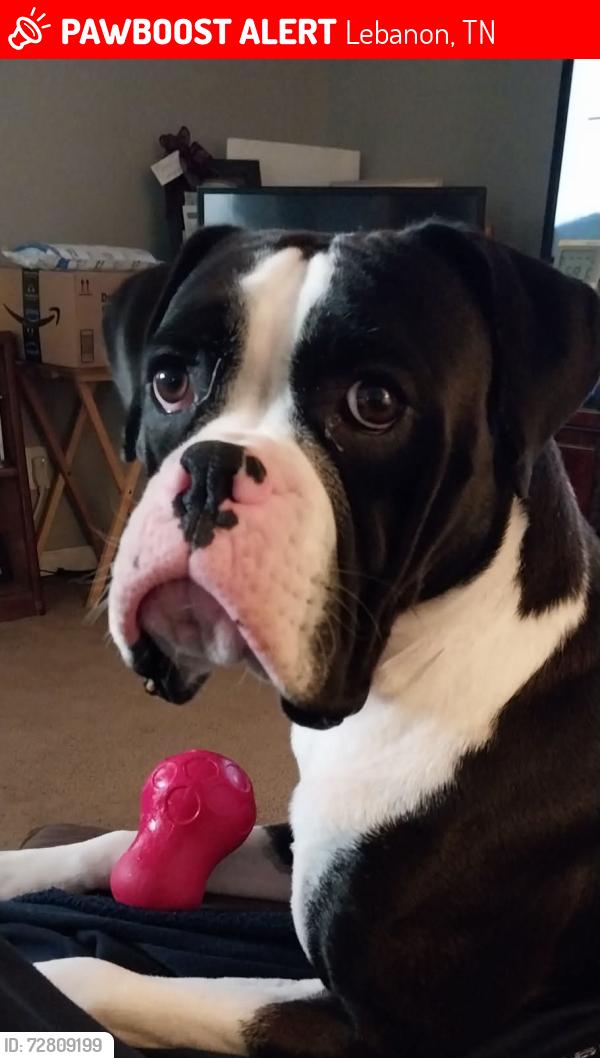 Lost Male Dog last seen Highway 109, Lebanon, TN 37087