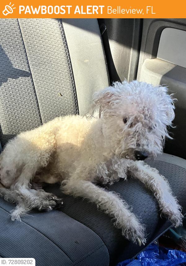 Found/Stray Male Dog last seen 100th A e, Belleview, FL 34420