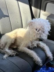 Found/Stray Male Dog last seen 100th A e, Belleview, FL 34420