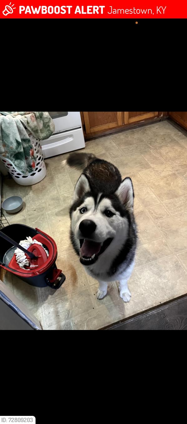 Lost Male Dog last seen Dg market, Jamestown, KY 42642